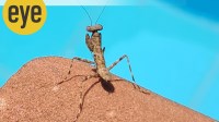 praying mantis insect
