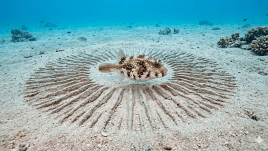 pufferfish