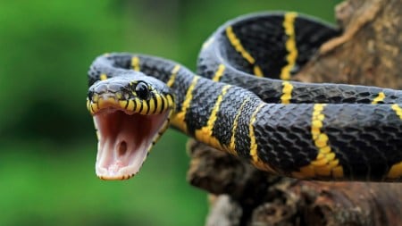 snake