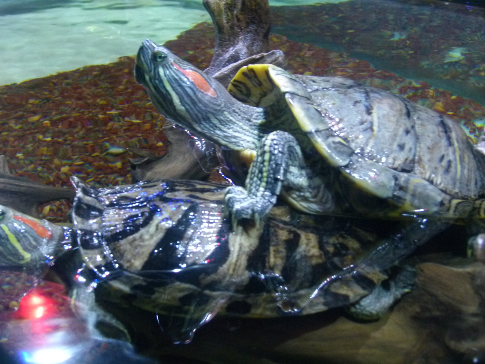 sea turtles