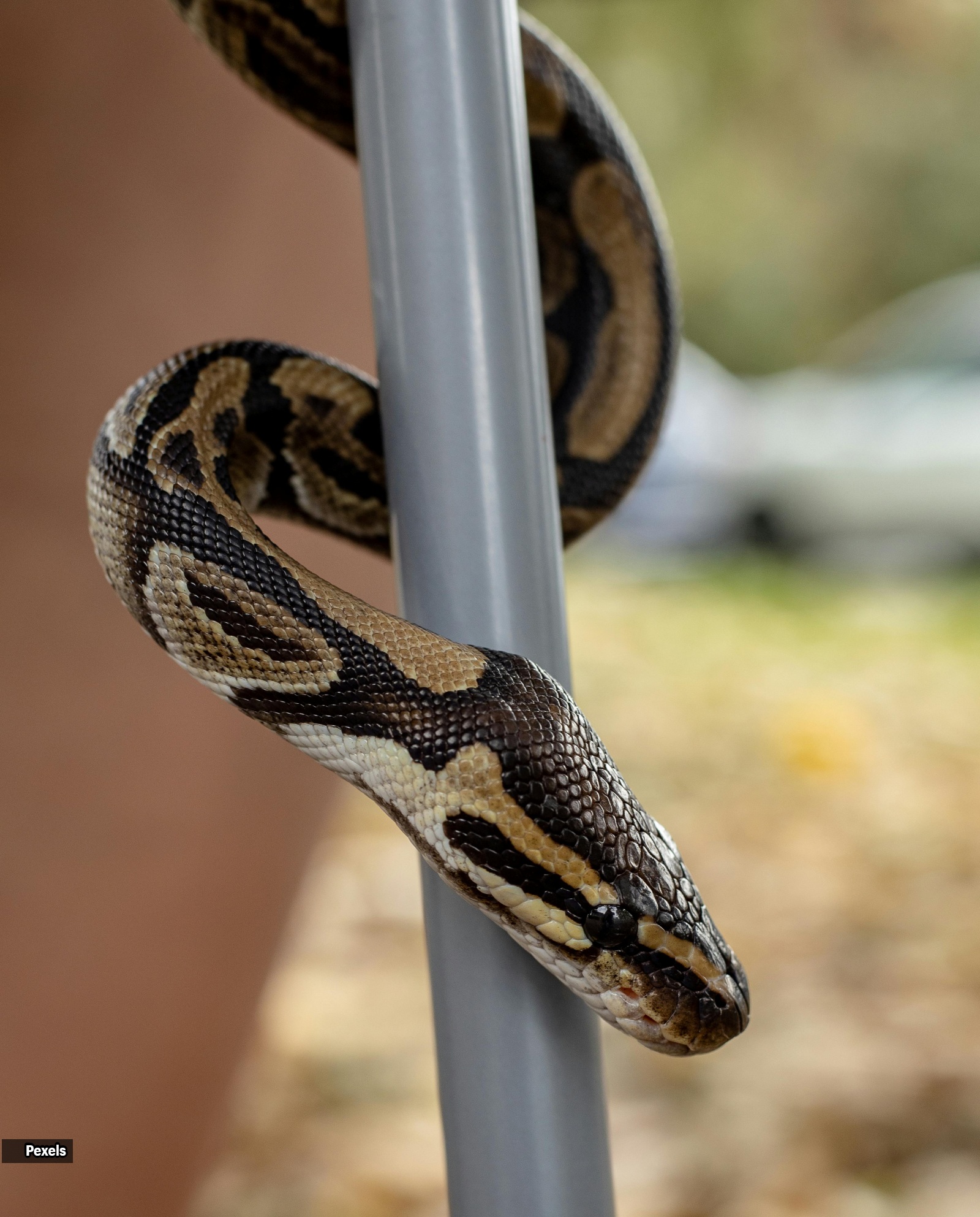 snakes