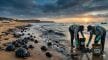 Polluter pays principle: Centre proposes first-ever tar balls management rules to tackle marine pollution