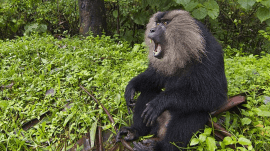 animals