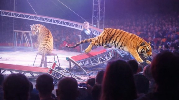 tiger enters audience Russia circus