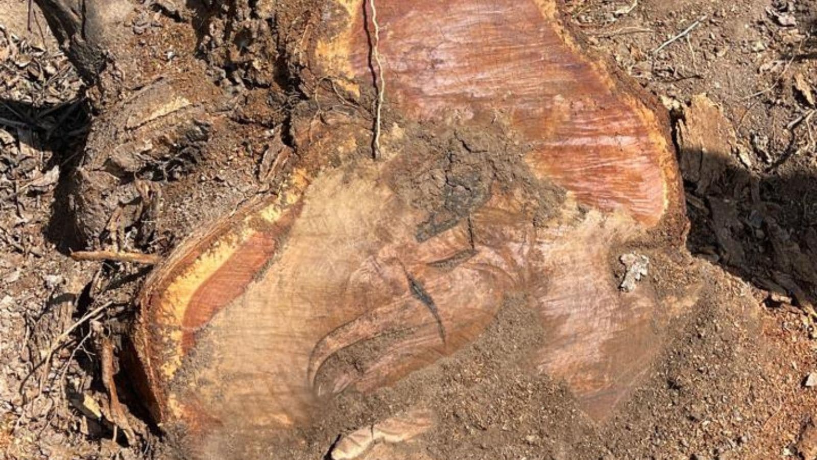 The Art of Baking: From Classic Bread to Artisan Pastries