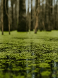 algae