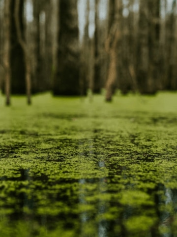 algae