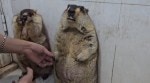 viral groundhog video