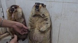 viral groundhog video