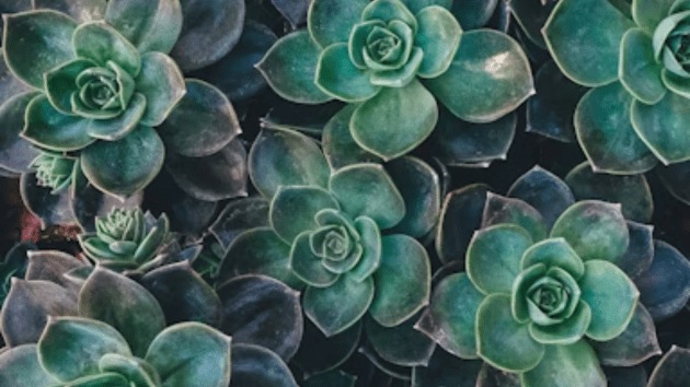 plants