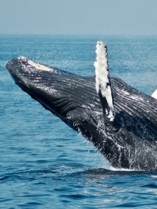 These fascinating facts about whales will blow your mind
