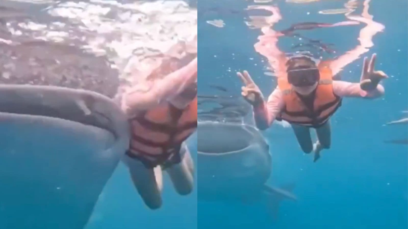 Whale shark nudges swimmer in viral underwater video in Philippines; watch