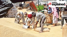 Punjab wheat procurement, Jalandhar, Wheat procurement, Wheat procurement crisis, wheat production, Punjab wheat production, Indian express explained, explained news, current affairs