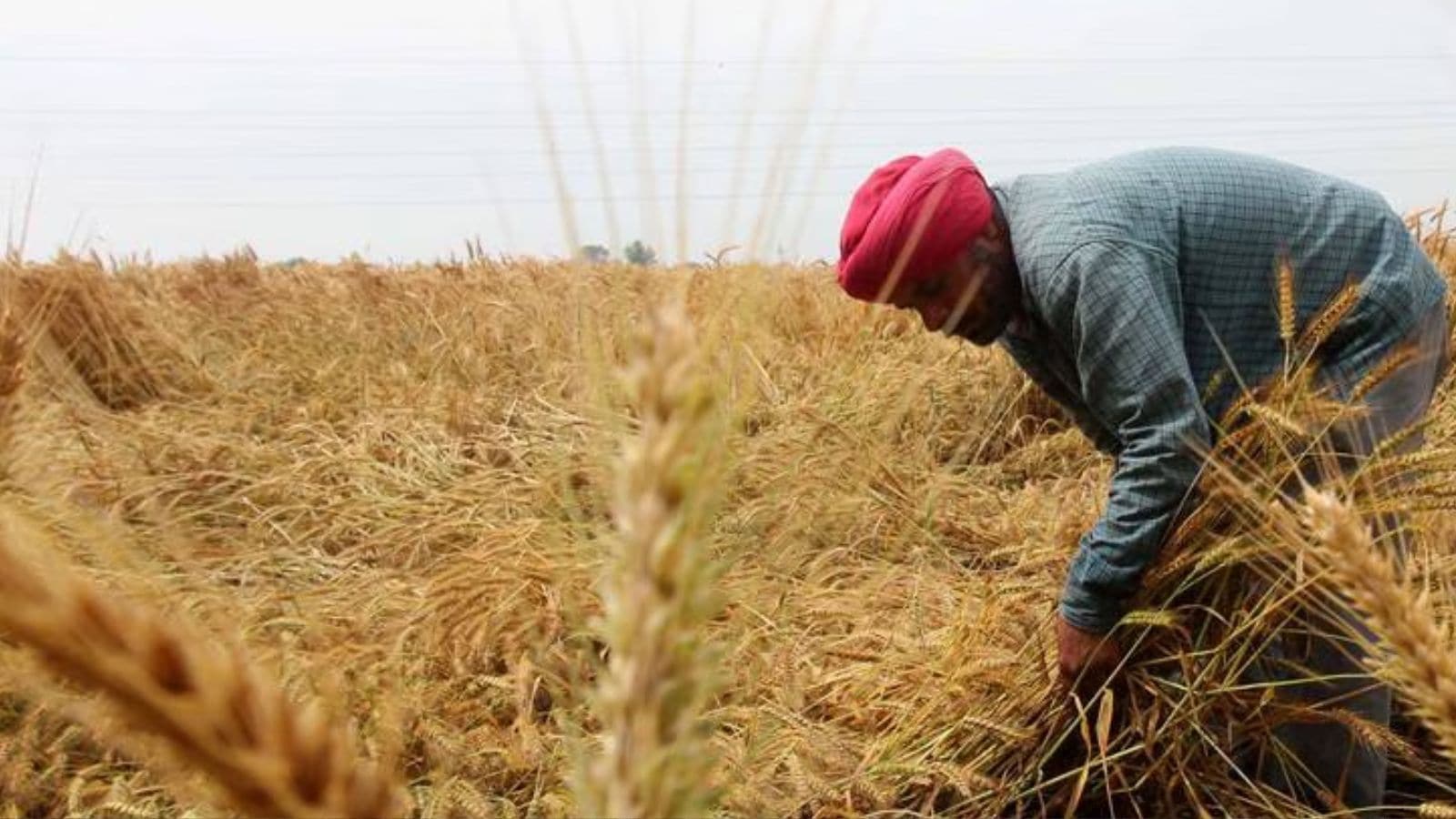 As Punjab sees 471% surplus rain in a week, concerns crop around wheat harvest