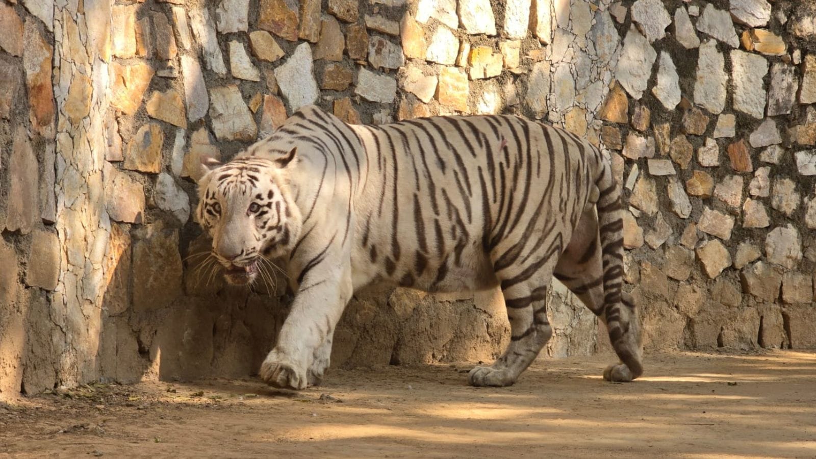 Vadodara zoo’s White tiger pair become parents; Alas, only 1 of 3 cubs survive