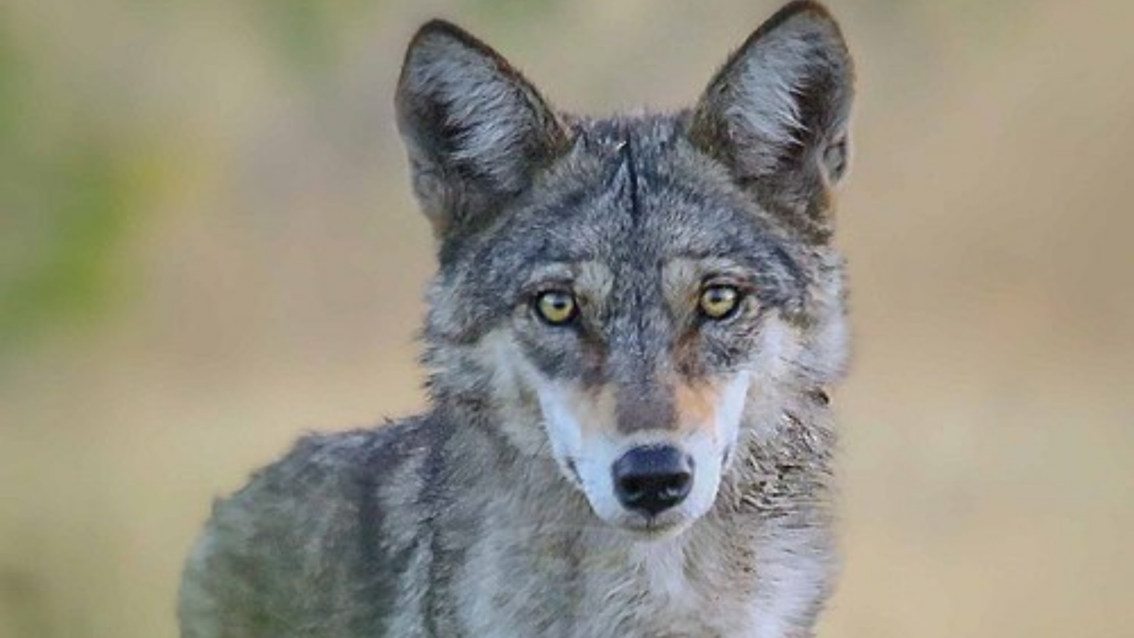 7 places in India where you can spot the elusive wolf