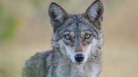 Indian wolf
