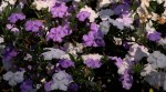 yesterday, tomorrow and today plant