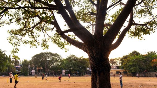 Mumbai Goregaon trees Motilal Nagar
