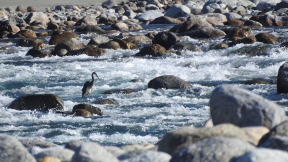 Proposal for Arunachal’s Kalai-II hydel project skips mentioning ‘endangered bird habitat’