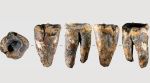 Researchers believe a 59,000-year-old Neanderthal tooth discovered in Siberia may contain the earliest known evidence of dentistry, predating previous examples by more than 40,000 years. (Image: Reuters)