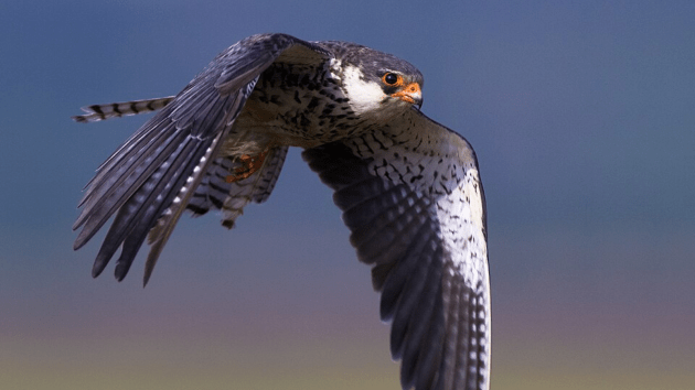 birds