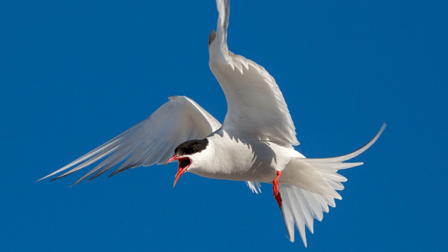 birds