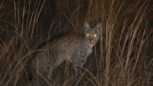 Knowledge Nugget: Rusty-Spotted Cat igshted in Aravallis: Why it matters and which small wild Cats are found in India