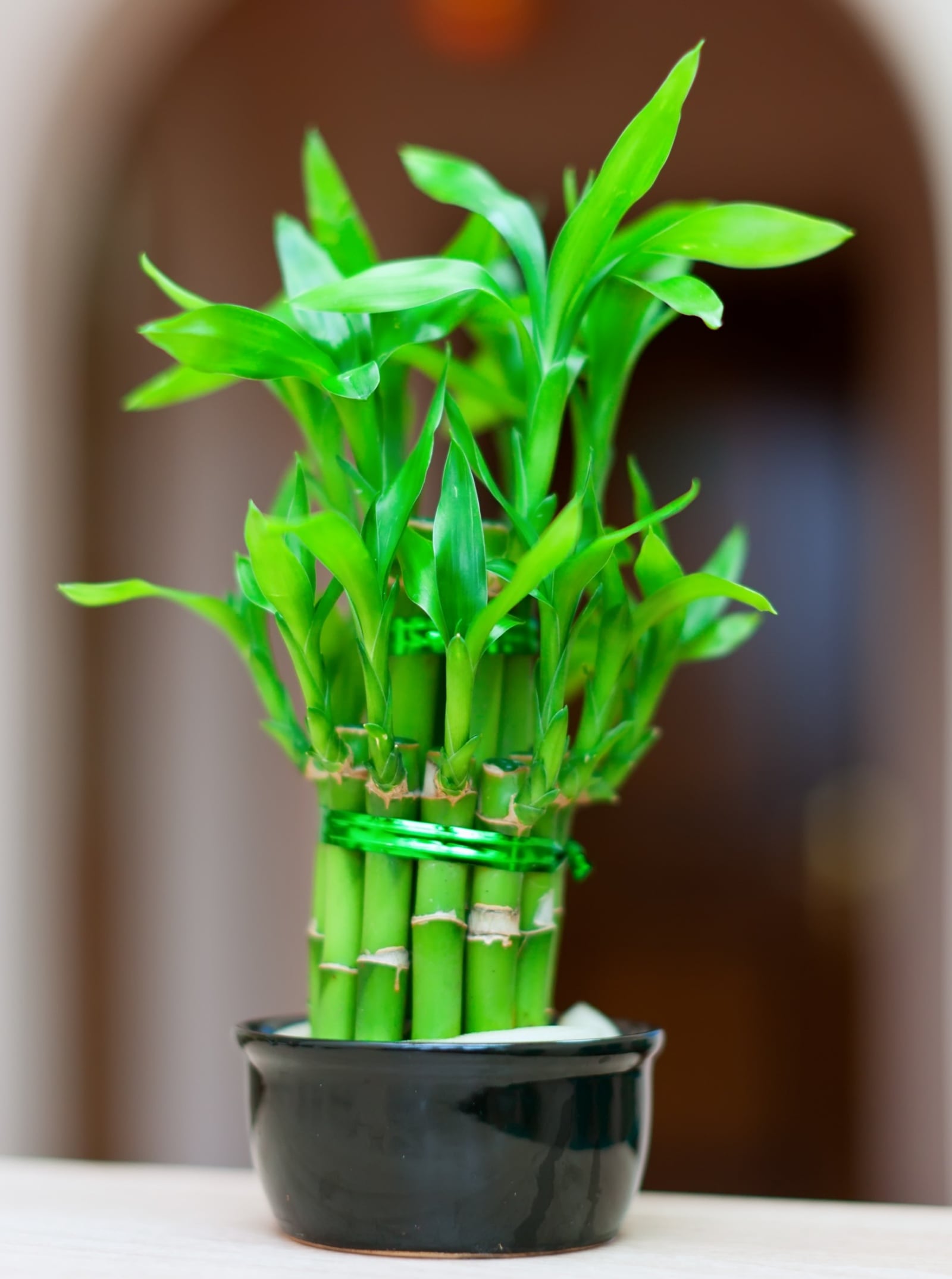 Beautiful plants that can grow without soil | Lifestyle News - The ...