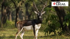 madhya pradesh high court blackbuck poaching case