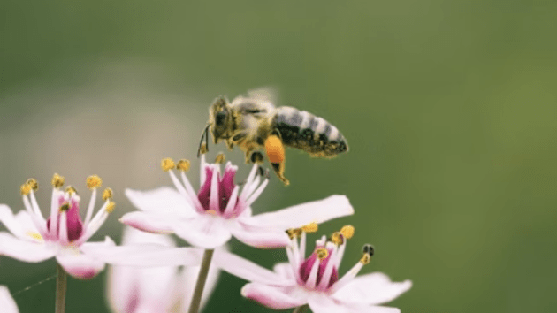 bees