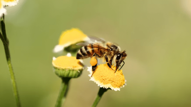 bees
