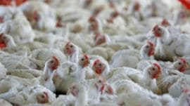 H5N1 virus Maharashtra, Navapur bird flu outbreak