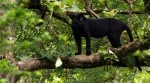 Black panther
