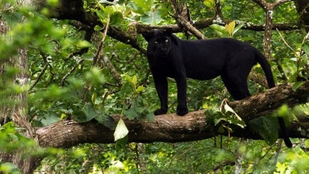 Black panther