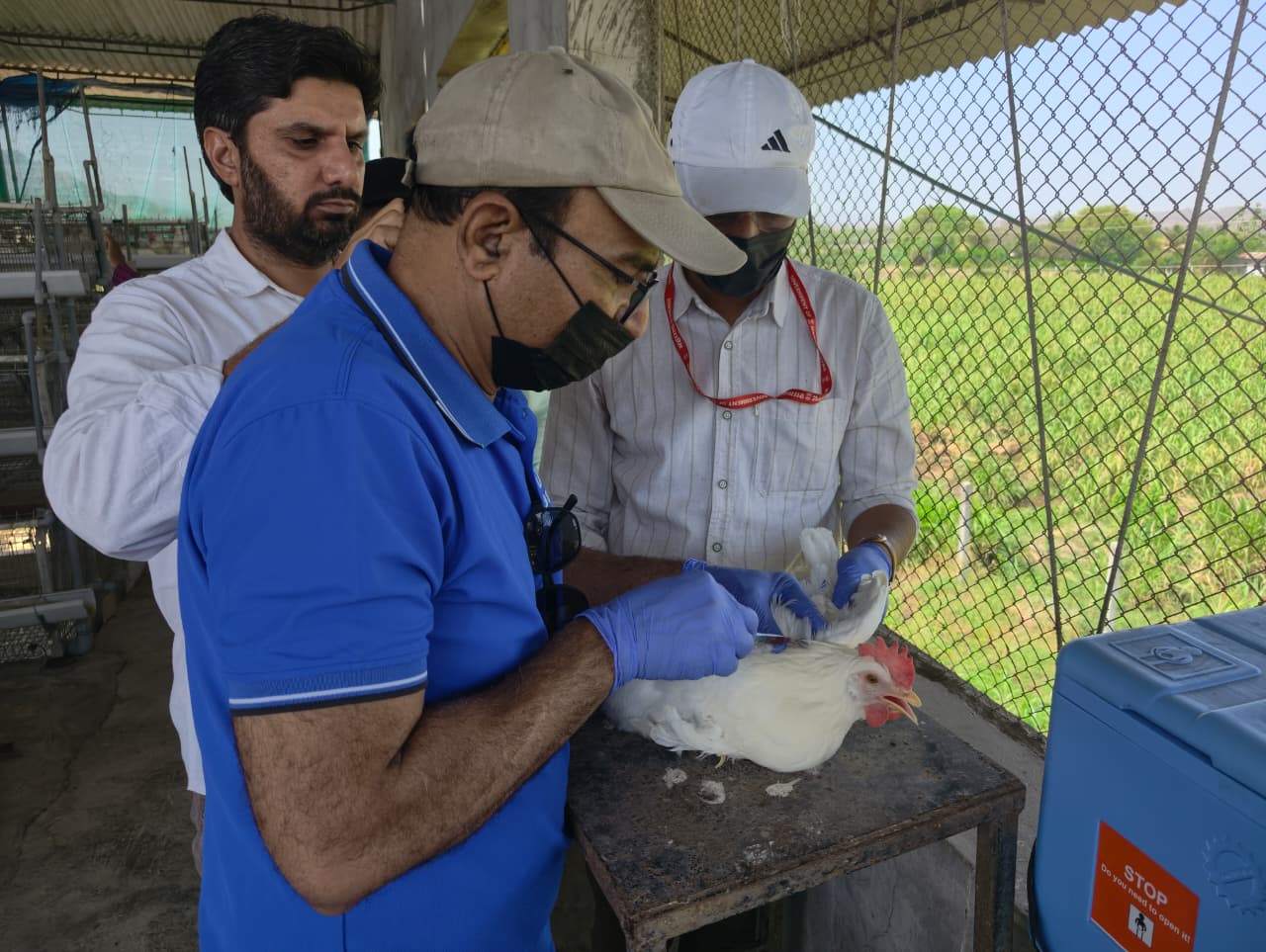 'This time we don't have strength to rebuild': Bird flu hits western India's biggest egg-supply hub, again