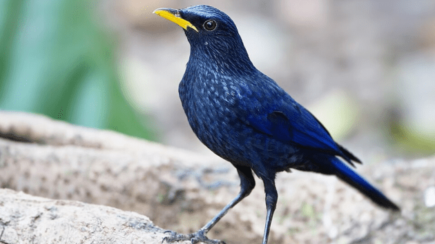 birds