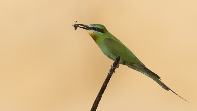 birds