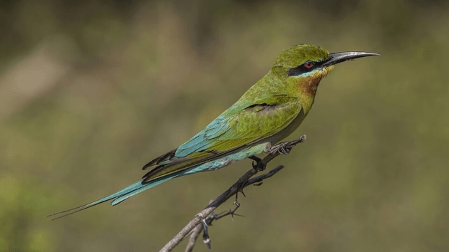 birds