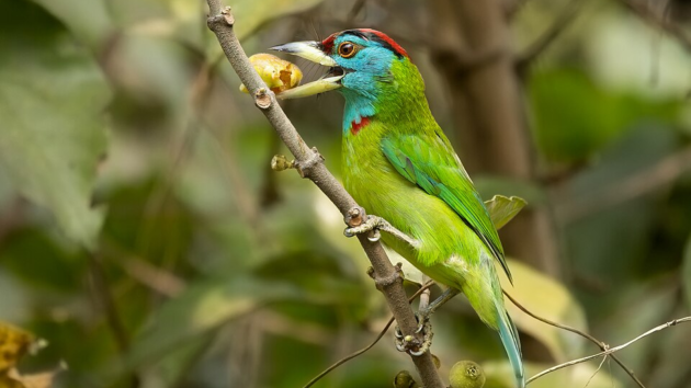 birds