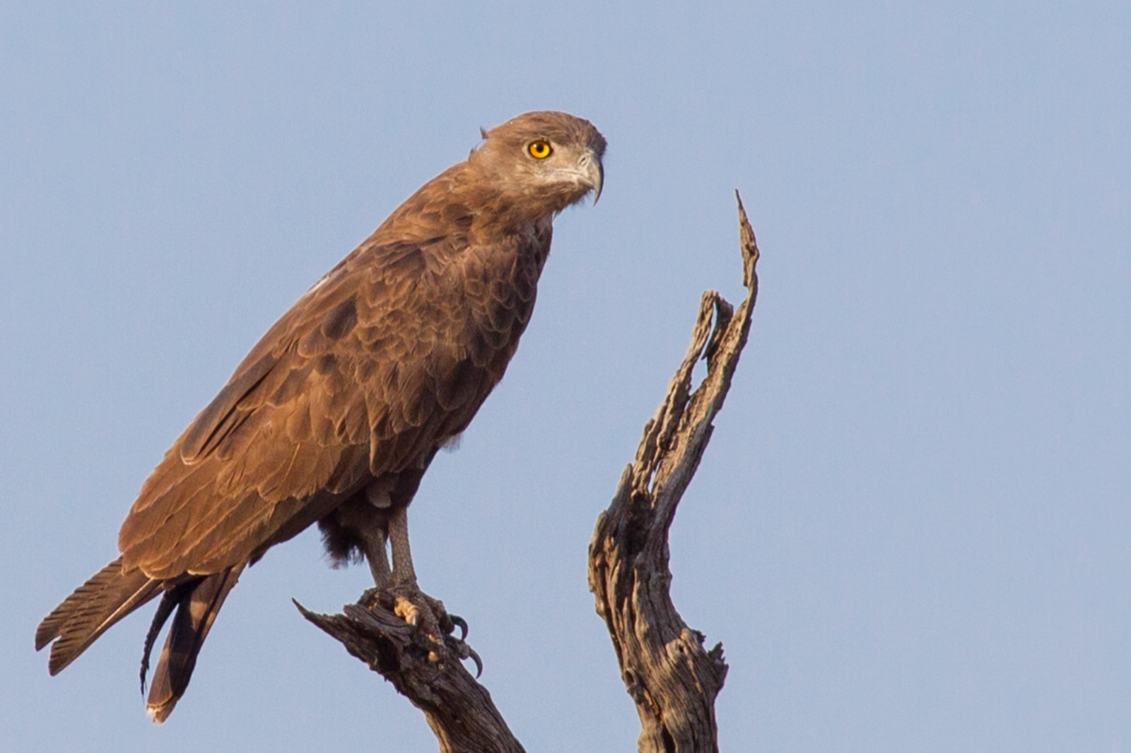 Brown eagle 