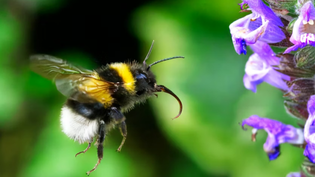 insects