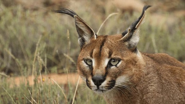 Knowledge Nugget: Rusty-Spotted Cat igshted in Aravallis: Why it matters and which small wild Cats are found in India