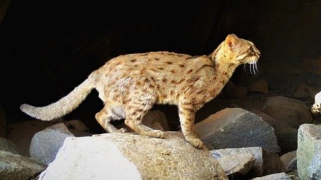 Cat 1