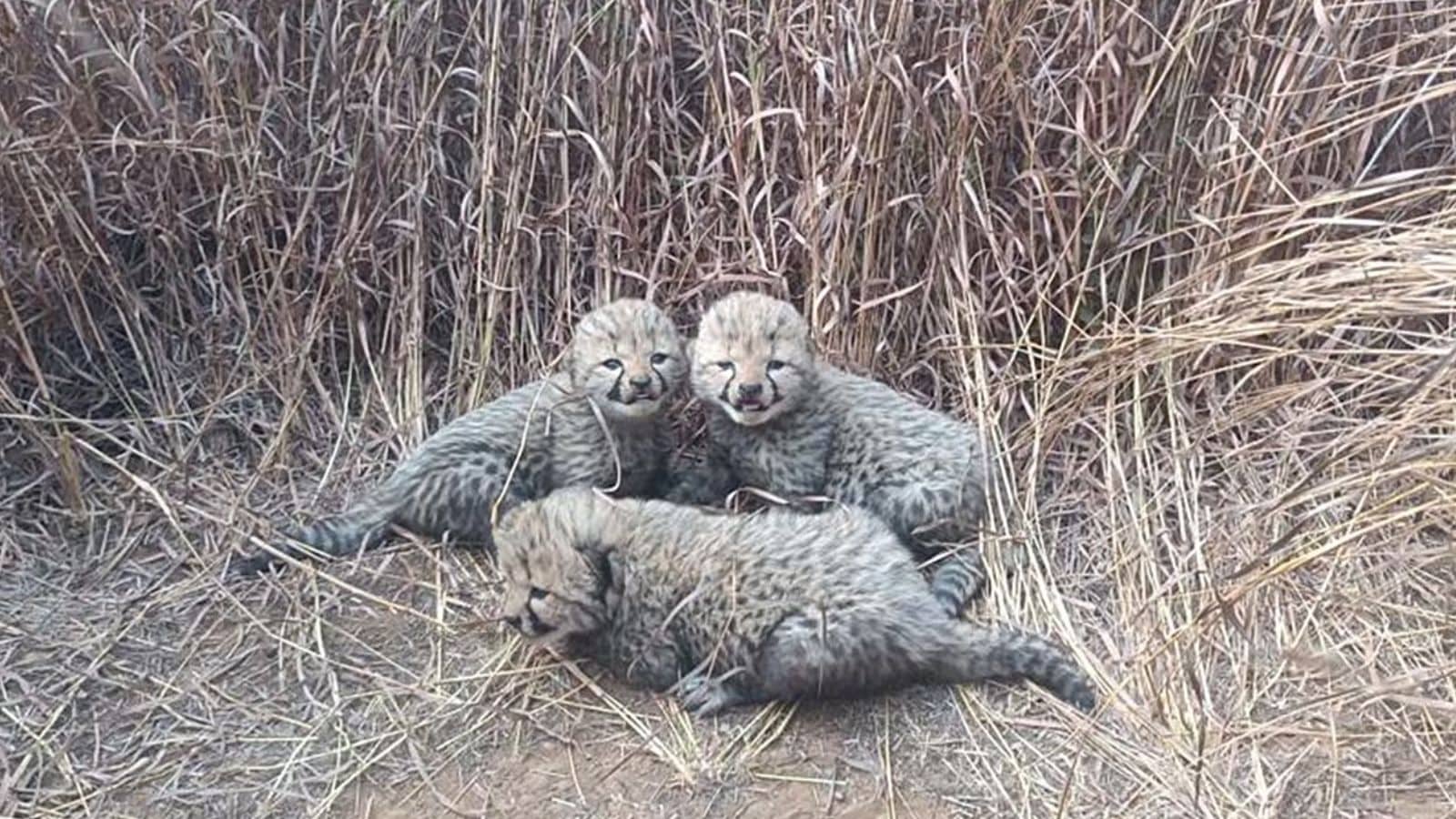 Month after their birth, 4 cheetah cubs found dead in Kuno