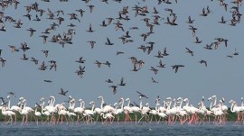 Chilika Lake
