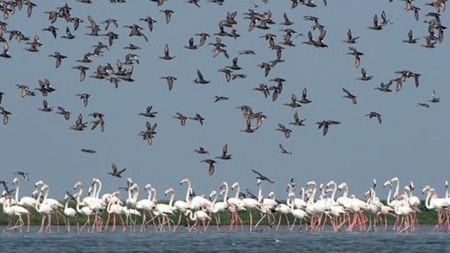 Chilika Lake