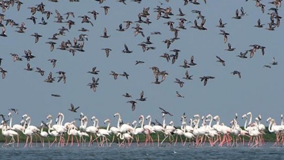 Chilika Lake