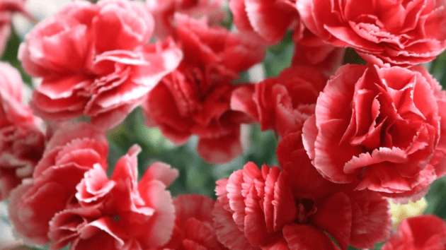 mother's day