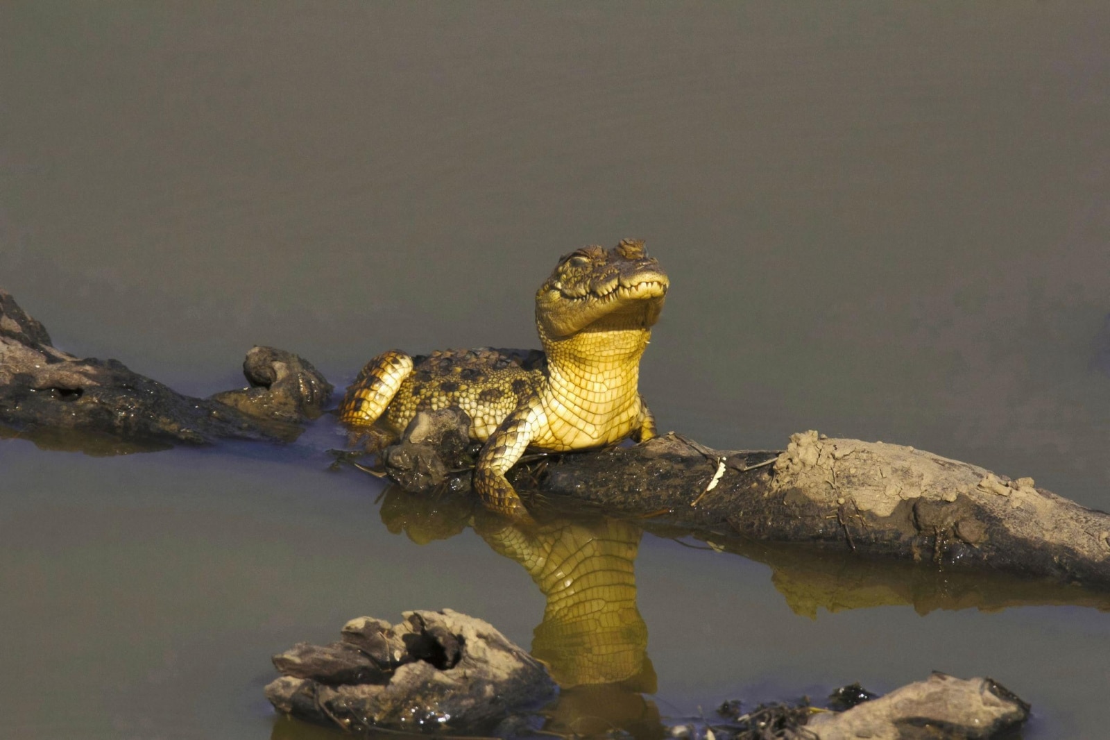Beyond Tigers: 10 amazing animals you can easily see in Ranthambore
